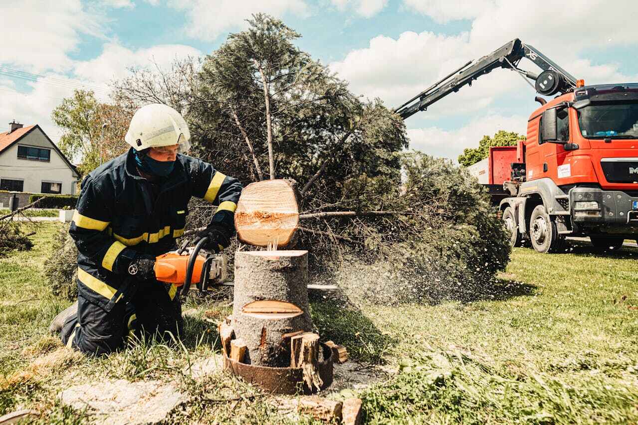 Reliable Reedsburg, WI Tree Service Solutions